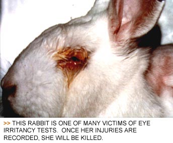 لورئال شکنجه گر حیوانات